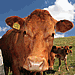 Rural Broadband users unable to get Social Media benefits, says CLA
